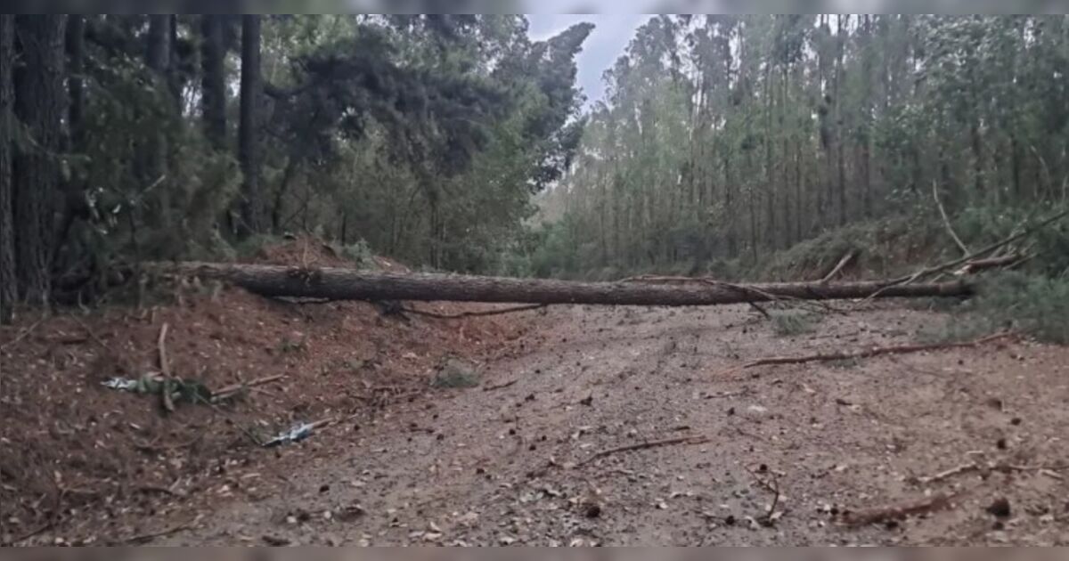 Vendaval derruba árvores, bloqueia estradas e agrava apagão em Ortigueira