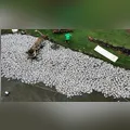 Cerca de 400 mil peixes morrem em empresa após falta de energia em São João do Ivaí