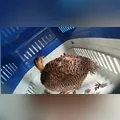 Seriema ferida é resgatada pela Guarda Municipal em Arapongas