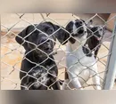 Prefeitura de Apucarana promove feira de adoção de cães e gatos neste sábado