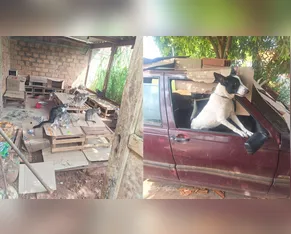 Polícia Civil resgata 39 animais e encontra cão trancado em carro há três meses no Paraná