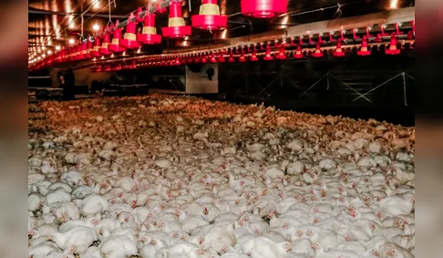Região de Apucarana tem mais de 50 aves por habitante, aponta pesquisa do IBGE