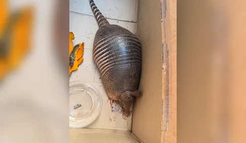 Guarda Ambiental resgata tatu em área urbana e devolve animal à natureza em Arapongas
