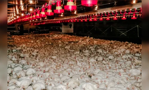 Região de Apucarana tem mais de 50 aves por habitante, aponta pesquisa do IBGE