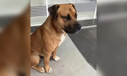 Cachorro comunitário é morto a tiros por policial no PR e caso gera revolta