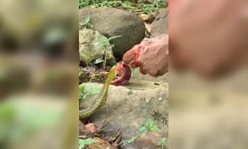 Homem alimenta cobra na boca durante limpeza de pescados e cena inusitada faz sucesso na web