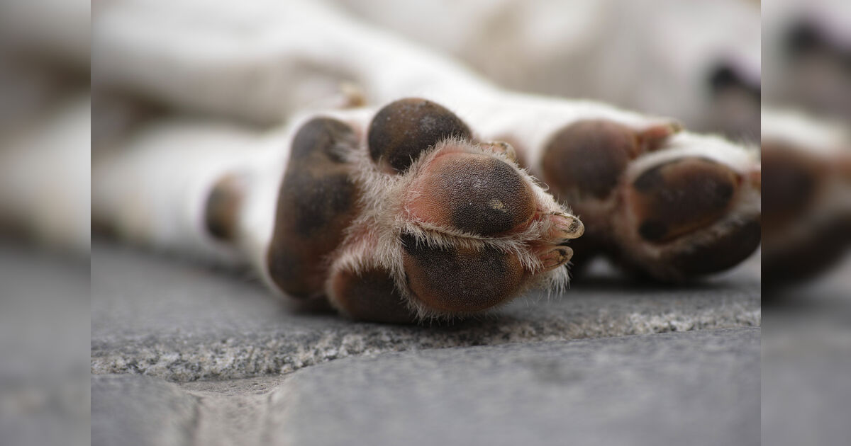 Cachorro grande escapa e mata cão de vizinho em Apucarana