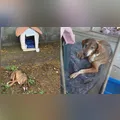 Com bilhete pedindo respeito, cachorro machucado é resgatado em Maringá