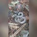 Guarda Municipal captura cobra dormideira em bairro de Arapongas