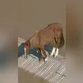 Companheira do Cavalo Caramelo, égua tem melhora clínica e avança em adaptação para reprodução