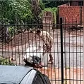 Homem que transportou companheira em saco de cal no Paraná admite abandono, mas nega agressão