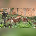 Polícia localiza corpo de idoso enterrado no quintal de residência em Ponta Grossa