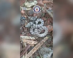 Guarda Municipal captura cobra dormideira em bairro de Arapongas