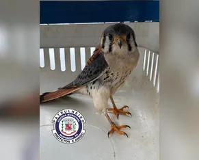 Falcão-peregrino é resgatado dentro de restaurante em Arapongas