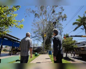 Prefeitura faz retirada preventiva de eucalipto ao lado do Espaço das Feiras