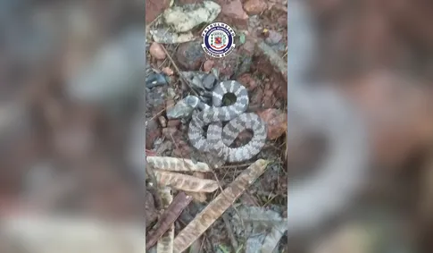 Guarda Municipal captura cobra dormideira em bairro de Arapongas