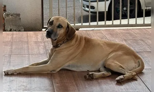 Você viu o Bento? Família procura por cachorro desaparecido em Apucarana