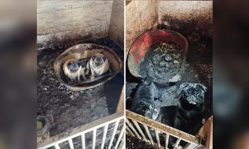 Homem é preso no RS após polícia encontrar cerca de 40 cães em situação de maus-tratos