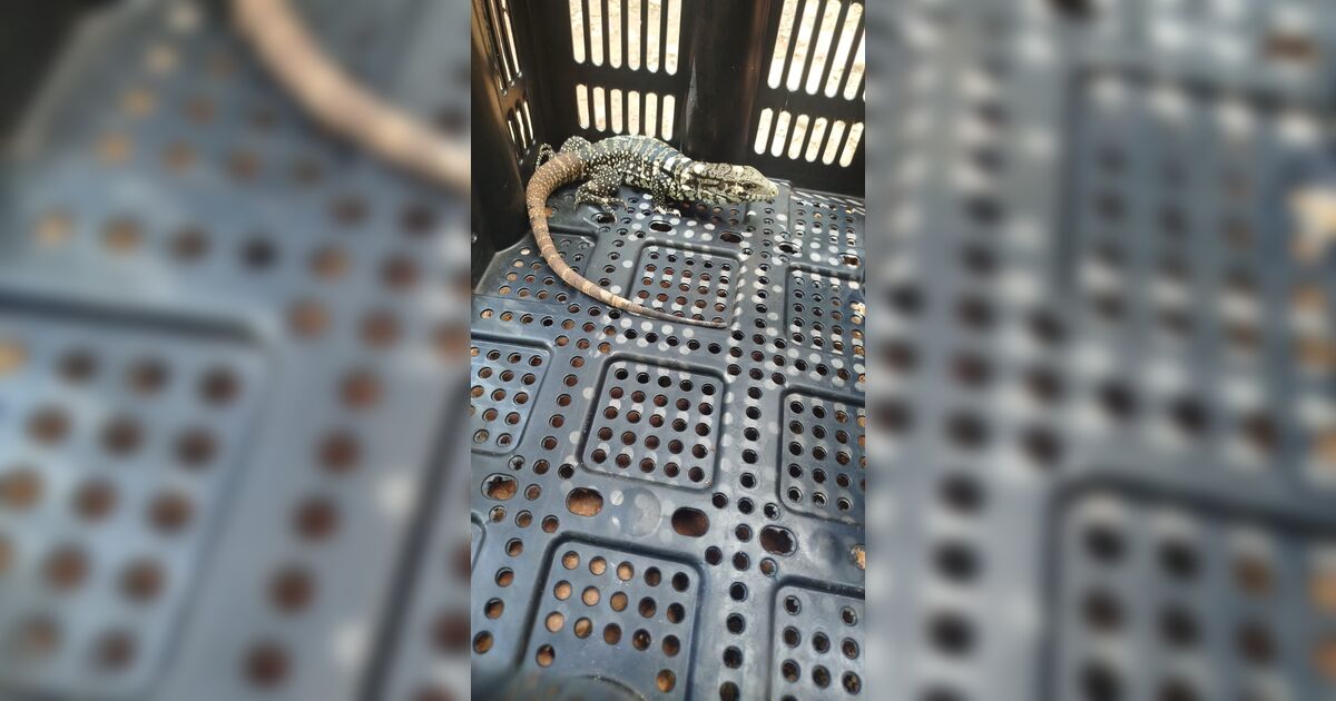 Guarda Municipal de Arapongas resgata lagarto teiú em quintal de residência
