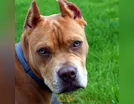 Polícia Militar registra ataque de Pit Bull em Faxinal