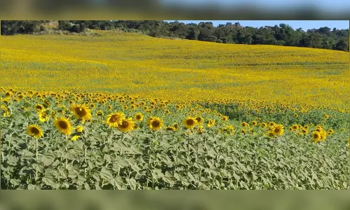 Plantação de girassol em Lunardelli atrai visitantes da região