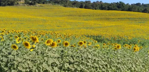 Colheita será nos próximos dias 