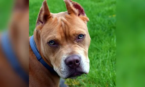 Polícia Militar registra ataque de Pit Bull em Faxinal