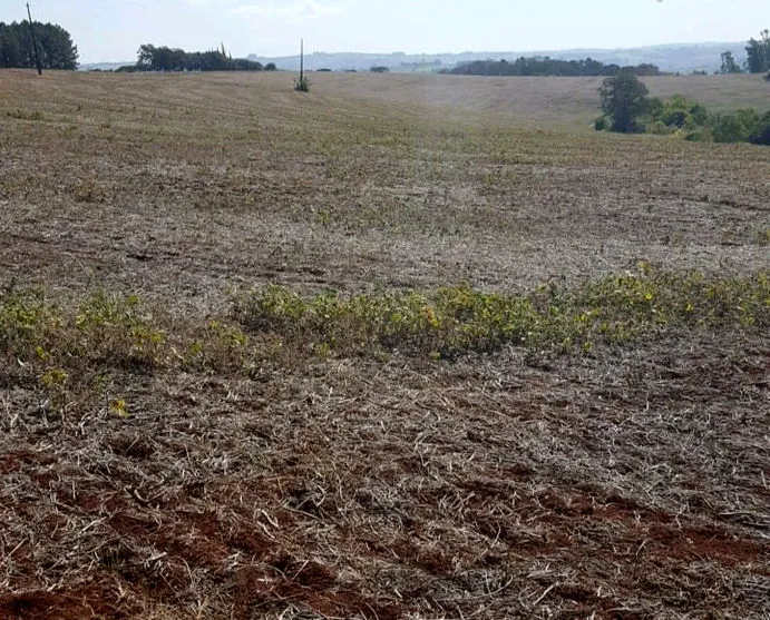 Adapar alerta para entrada em vigor do vazio sanitário da soja