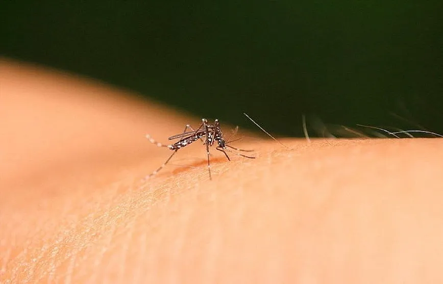 Arapongas registra 372 casos positivos de dengue
