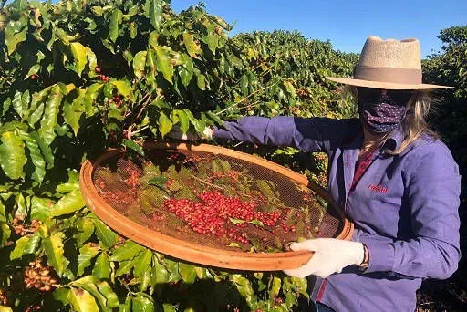 Mulheres do Oeste do Paraná se unem para produzir café especial