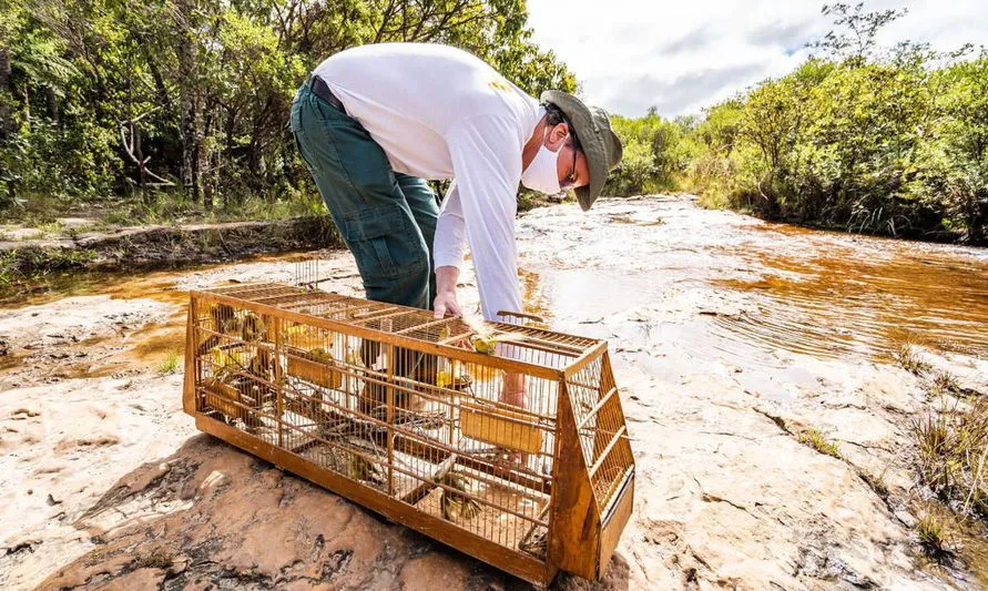 Ibama devolve à natureza 248 pássaros vítimas do tráfico