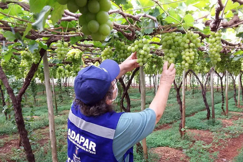 Ações de defesa vegetal garantem segurança alimentar na pandemia