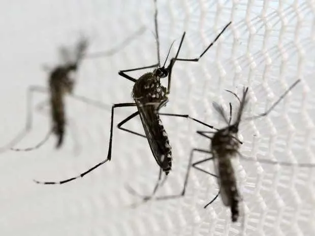 Nova linhagem do vírus da Zika circula pelo Brasil