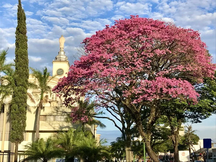 Floradas embelezam e amenizam dias duros da quarentena em Apucarana