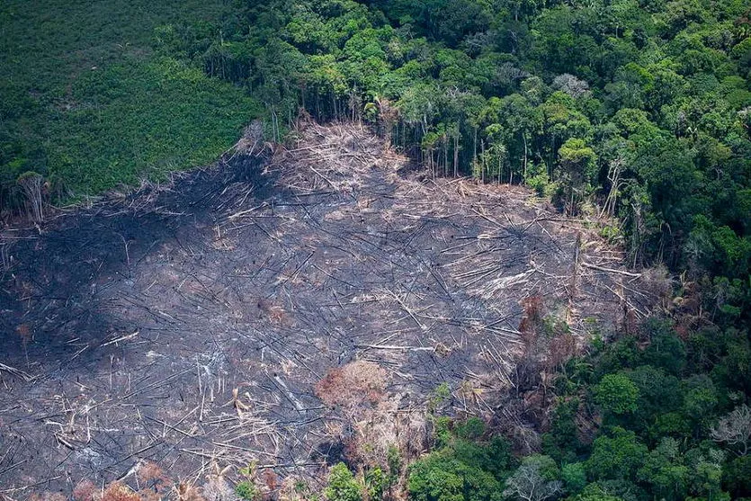 Desmatamento na Amazônia em junho é o maior em 5 anos