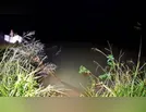 Jovem morre afogado em represa na zona rural de Ivaiporã