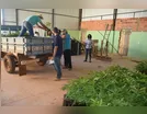 Prefeitura de Ivaiporã entrega mudas de abacate a fruticultores