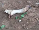 PM registra furto de gado em fazenda no município de Arapuã