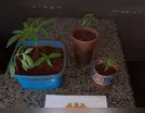 Casal adolescente é apreendido por plantar maconha em Ivaiporã