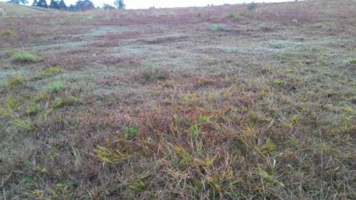 Segunda-feira pode gear na região dos Campos Gerais, diz Simepar