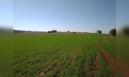 Seca atrasa plantio de trigo, e preocupa produtores de milho na região