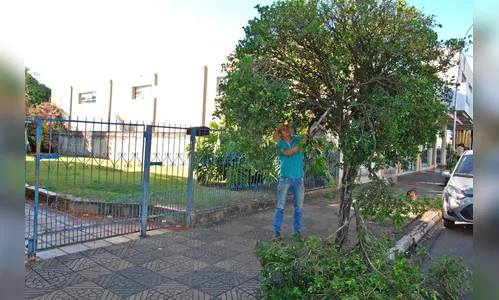 Faxinal executa segunda fase do projeto  “Arborização”