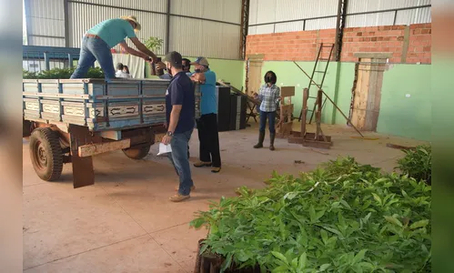 Prefeitura de Ivaiporã entrega mudas de abacate a fruticultores