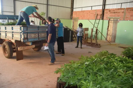 Entrega de mudas de abacate