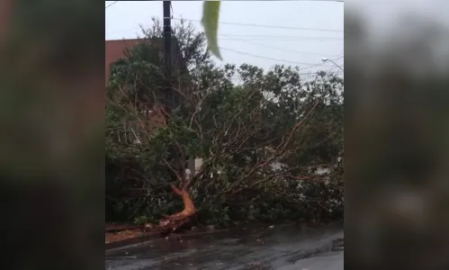 Vento forte causa queda de árvores e destelhamentos em Arapongas