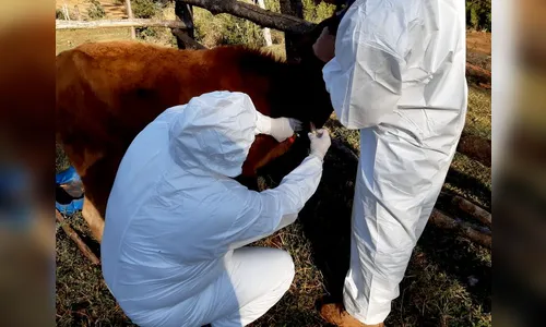 Adapar realiza inquérito soro-epidemiológico do rebanho bovino