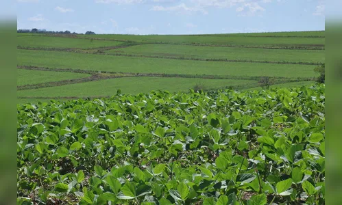 Paraná estuda criar centro de inteligência artificial em Agro