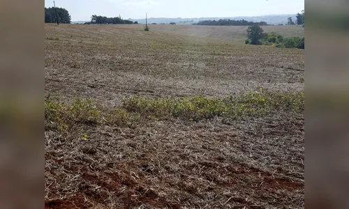 Adapar alerta para entrada em vigor do vazio sanitário da soja