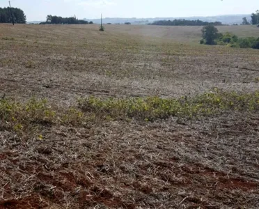 Adapar alerta para entrada em vigor do vazio sanitário da soja