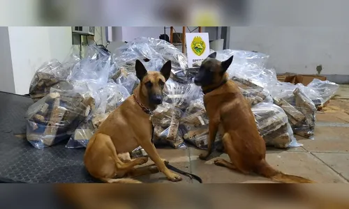 Motorista é preso com 612 quilos de maconha dentro de caminhão boiadeiro